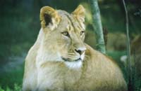 Løver, som på billedet, hører ikke til Jeanette Boye Knigs farlige dyr.
